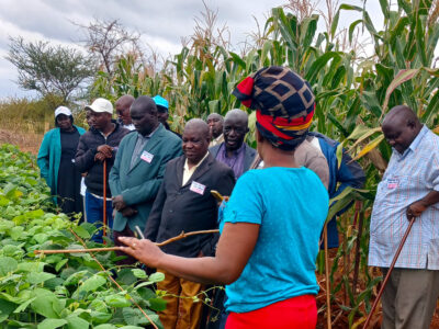 Cynthia tending to the on the crops on the demo plot at Samuli